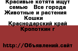 Красивые котята ищут семью - Все города Животные и растения » Кошки   . Краснодарский край,Кропоткин г.